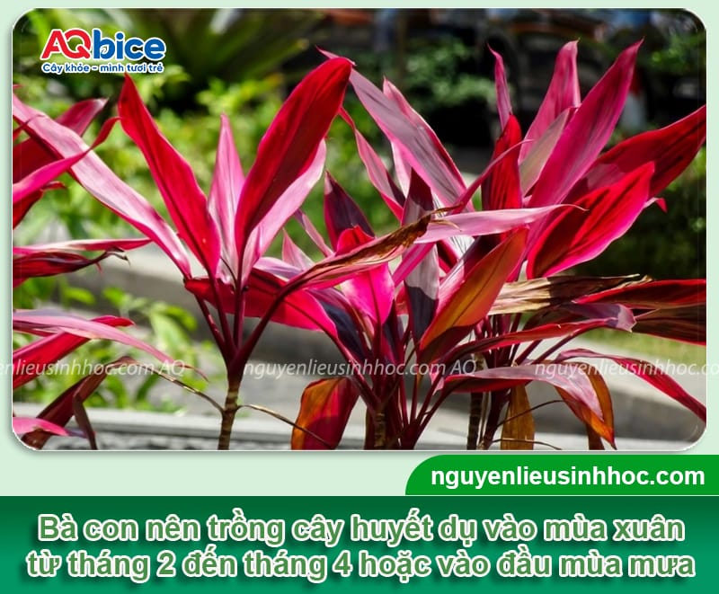 Cách trồng cây huyết dụ lên màu đỏ rực, lá sum suê