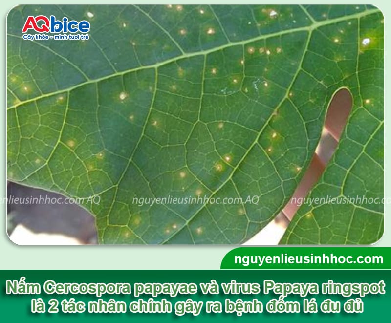 Bệnh đốm lá trên cây đu đủ: Bí quyết khắc phục triệt để