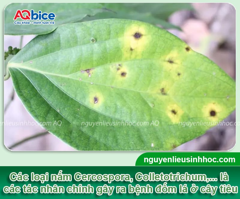 Trị dứt điểm bệnh đốm lá trên cây tiêu giúp giữ năng suất