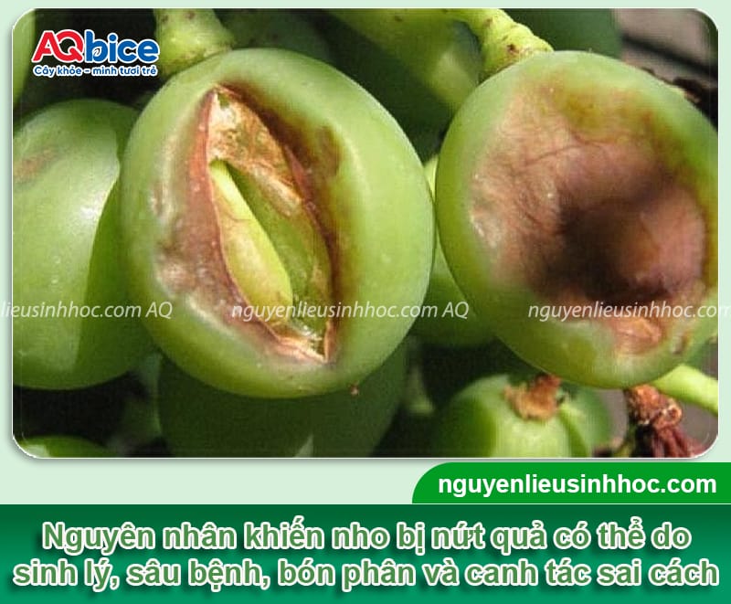 Nho bị nứt trái: Nguyên nhân do đâu và cách phòng trừ