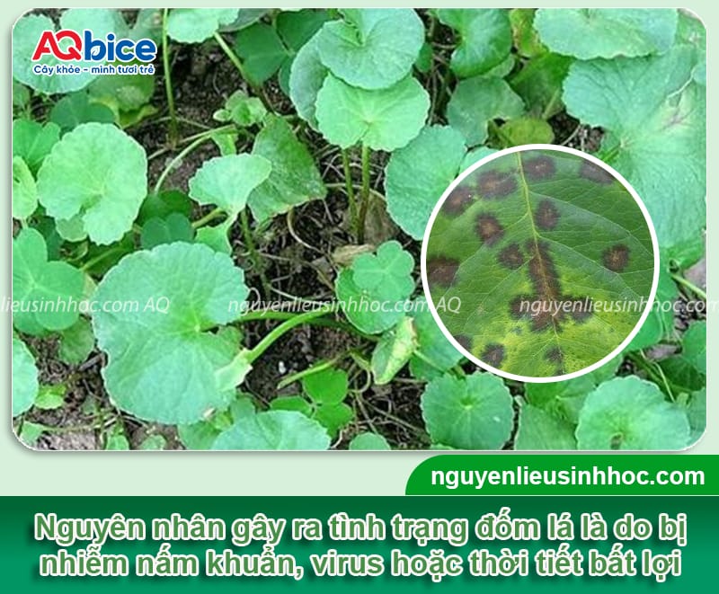 Nguyên nhân rau má bị đốm lá và Cách xử lý triệt để 2 Phòng trừ rau má bị đốm lá bằng các biện pháp xử lý an toàn