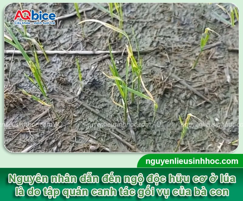 Xử lý lúa bị ngộ độc hữu cơ hiệu quả, giúp nở bụi nhanh 2 Xử lý lúa bị ngộ độc hữu cơ hiệu quả, giúp nở bụi nhanh