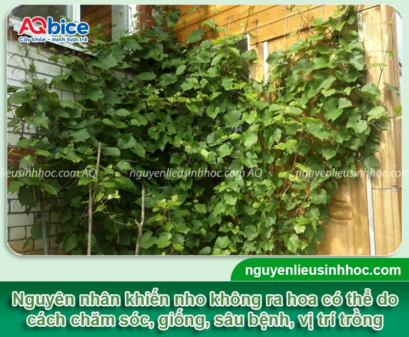 Tại sao cây nho không ra hoa? Nguyên nhân và cách xử lý 2 Tại sao cây nho không ra hoa? Nguyên nhân và cách xử lý
