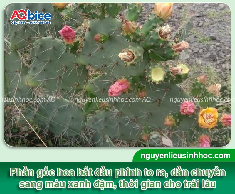 Hướng dẫn cách thụ phấn cho xương rồng giúp đậu quả, tạo hạt