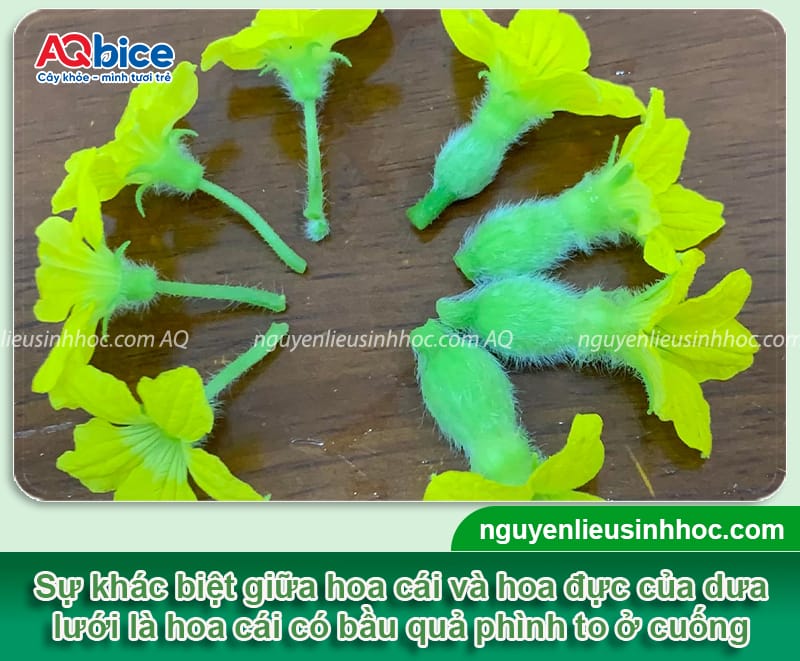 Hướng dẫn cách thụ phấn cho dưa lưới đậu sai trái, mã đẹp