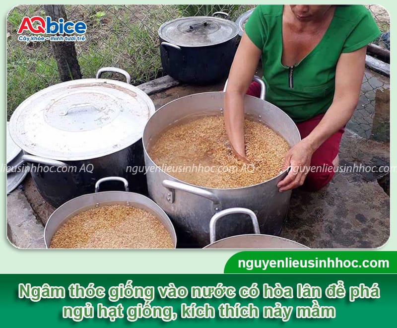 Hướng dẫn cách ngâm lúa giống đúng cách, tỷ lệ nảy mầm cao