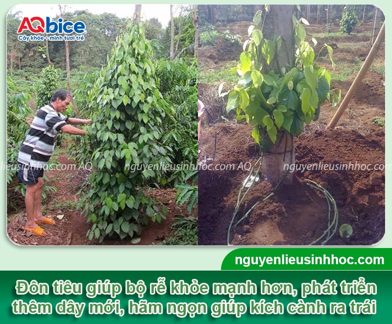Hướng dẫn kỹ thuật đôn tiêu, phủ trụ nhanh, ra nhiều cành ác