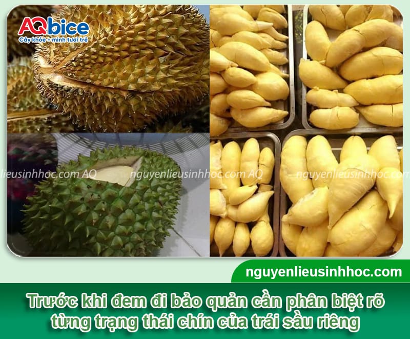 Cách bảo quản sầu riêng giữ trọn hương vị và chất lượng