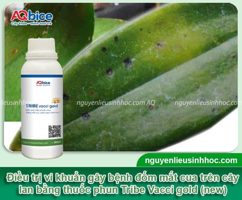 Bệnh mắt cua trên hoa lan: Nguyên nhân và cách phòng trừ