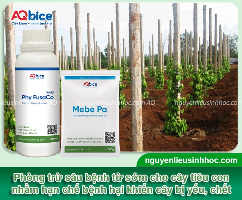 Cách chăm sóc tiêu mới trồng mau bén rễ, lá xanh, thân cứng