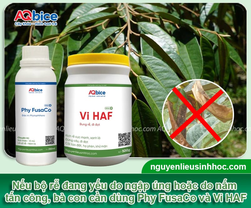 Sầu riêng bị xoăn lá non: Nguyên nhân và Cách trị tận gốc