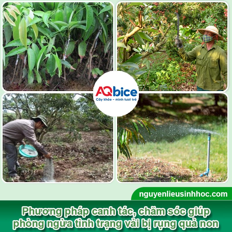 Cây vải bị rụng quả non do đâu và Cách khắc phục hiệu quả 