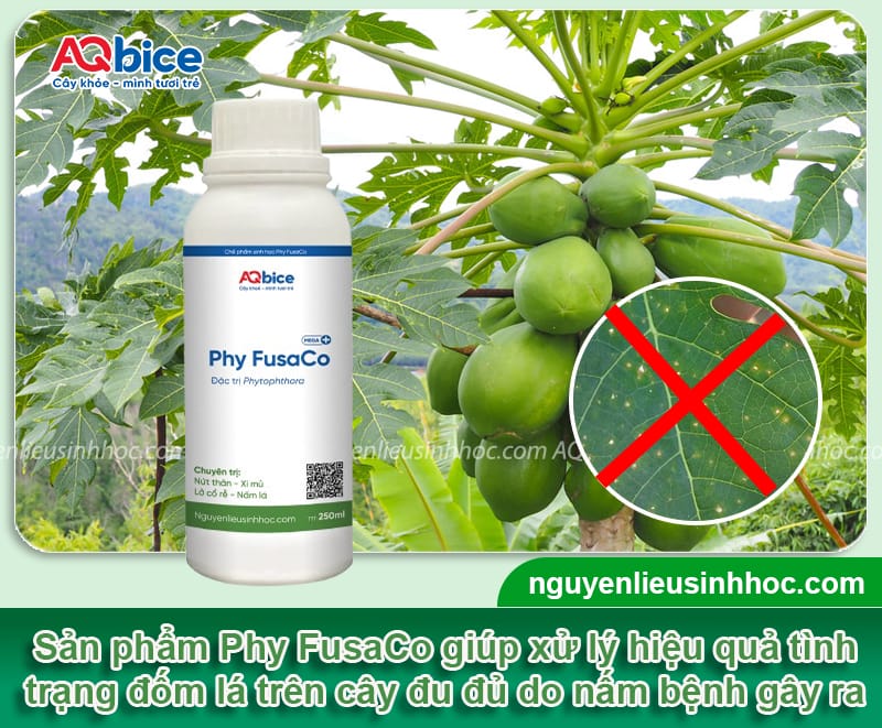 Bệnh đốm lá trên cây đu đủ: Bí quyết khắc phục triệt để