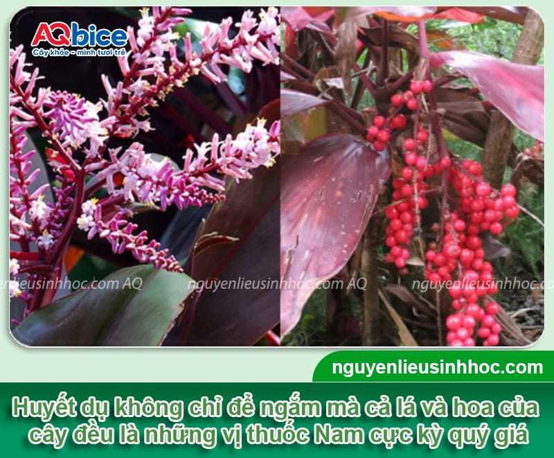 Cách trồng cây huyết dụ lên màu đỏ rực, lá sum suê 4 Cách trồng cây huyết dụ lên màu đỏ rực, lá sum suê