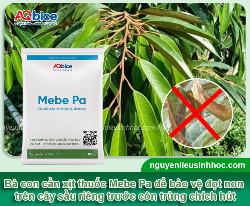 Sầu riêng bị xoăn lá non: Nguyên nhân và Cách trị tận gốc