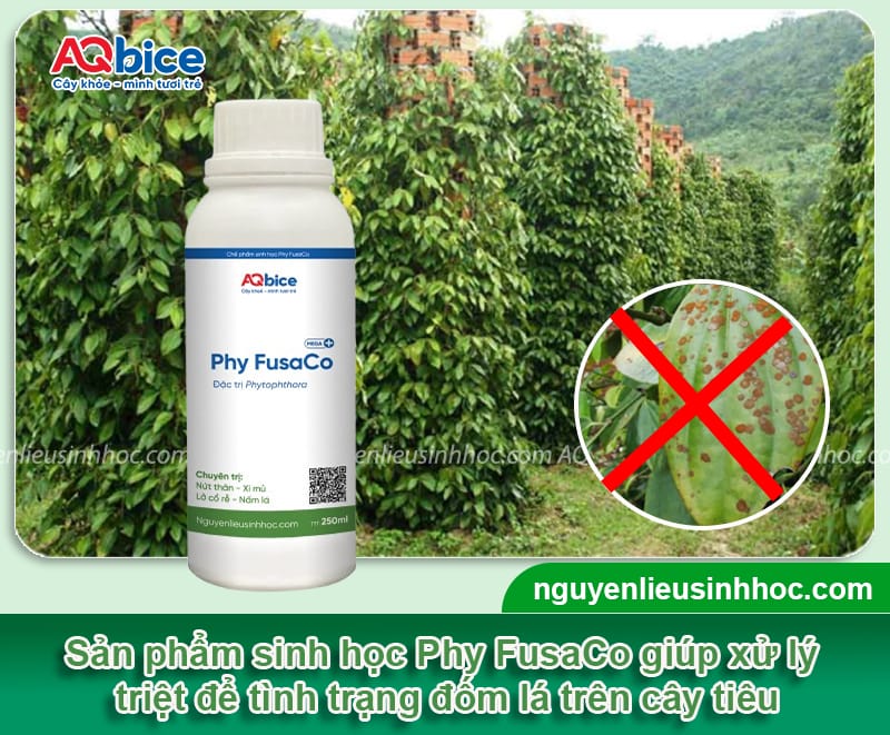 Trị dứt điểm bệnh đốm lá trên cây tiêu giúp giữ năng suất