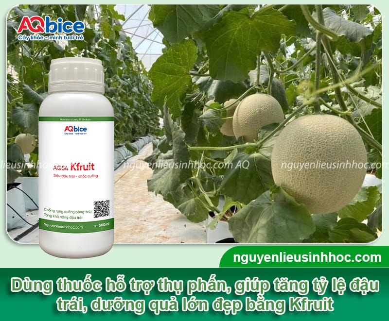 Hướng dẫn cách thụ phấn cho dưa lưới đậu sai trái, mã đẹp