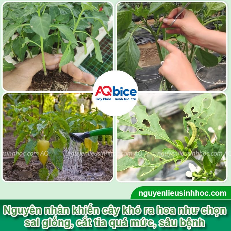 Tại sao cây ớt không ra hoa dù cây đang phát triển tốt?