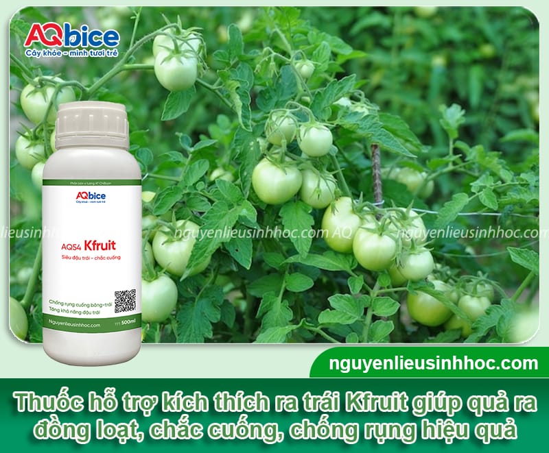 Hướng dẫn cách thụ phấn cho cà chua, trái đậu đầy cành