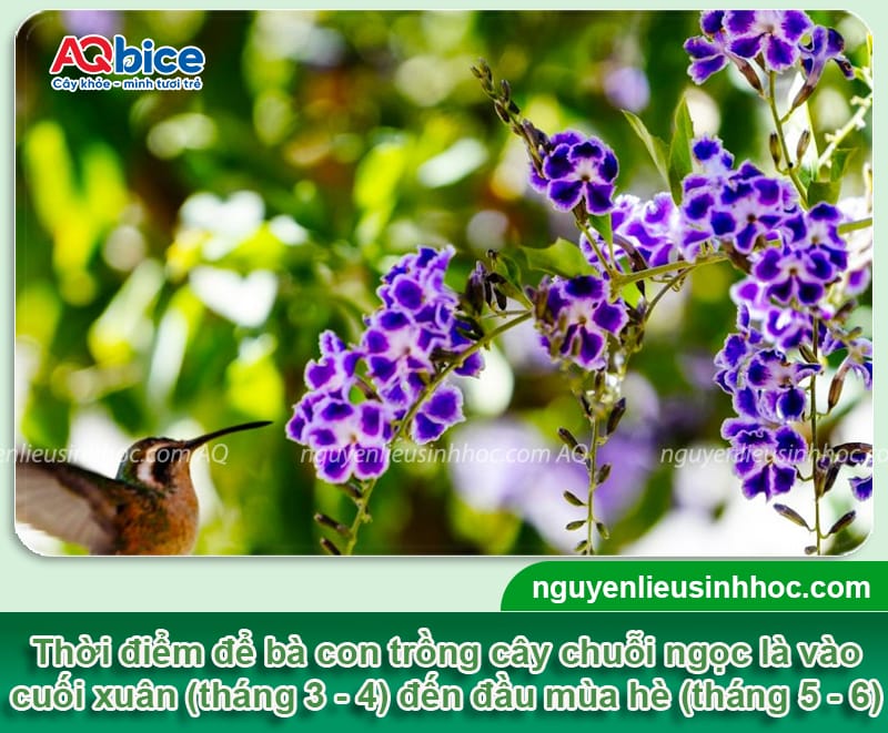Cách trồng cây chuỗi ngọc làm hàng rào xanh mướt, đẹp rực rỡ