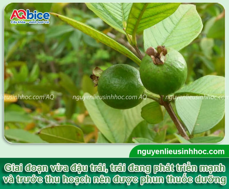 Thuốc kích trái ổi lớn nhanh, trái ngọt giòn, mẫu mã đẹp