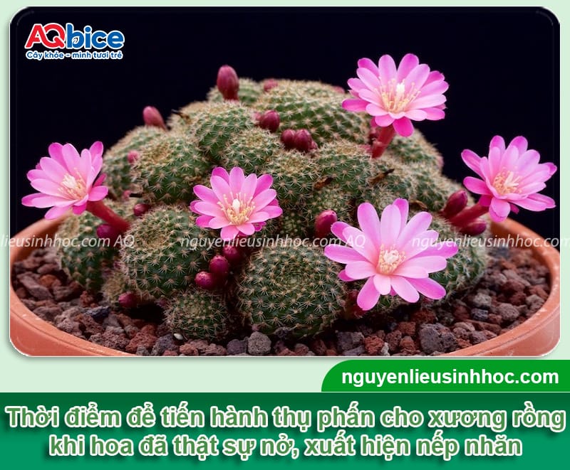 Hướng dẫn cách thụ phấn cho xương rồng giúp đậu quả, tạo hạt