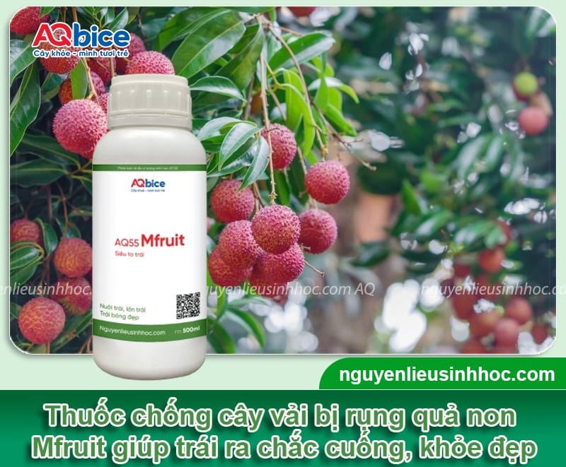 Cây vải bị rụng quả non do đâu và Cách khắc phục hiệu quả 