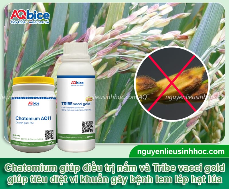 Thuốc đặc trị bệnh lem lép hạt trên lúa hiệu quả nhanh chóng 5 Chọn loại thuốc đặc trị bệnh lem lép hạt trên lúa hiệu quả