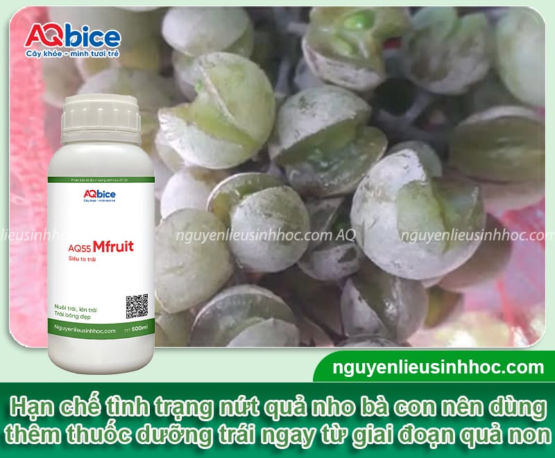 Nho bị nứt trái: Nguyên nhân do đâu và cách phòng trừ