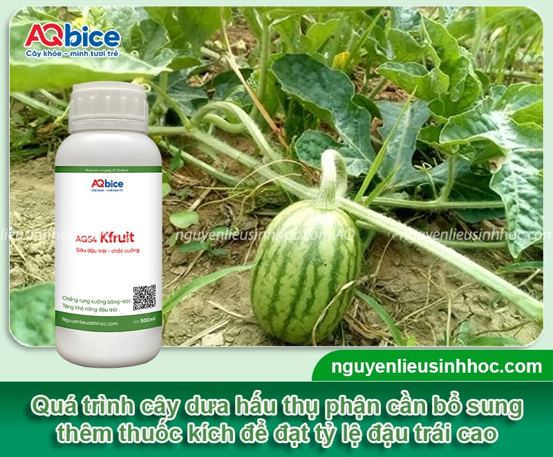 Cách thụ phấn cho dưa hấu, giúp trái dáng đều, vườn sai quả