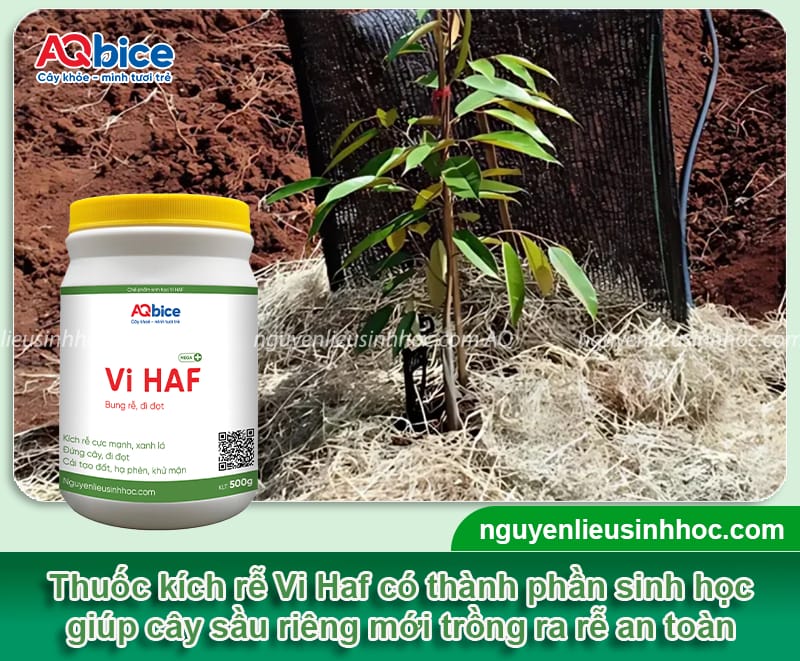 Thuốc kích rễ sầu riêng mới trồng giúp rễ khỏe, không bị sốc