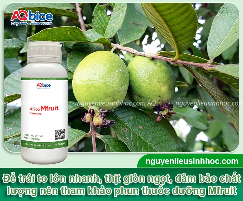 Thuốc kích trái ổi lớn nhanh, trái ngọt giòn, mẫu mã đẹp