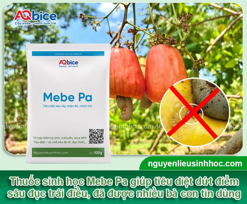 Hướng dẫn cách phòng và trị sâu đục trái điều dứt điểm