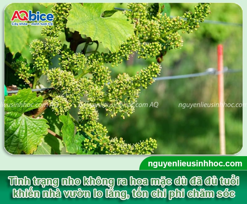 Tại sao cây nho không ra hoa? Nguyên nhân và cách xử lý 1 Tại sao cây nho không ra hoa? Nguyên nhân và cách xử lý