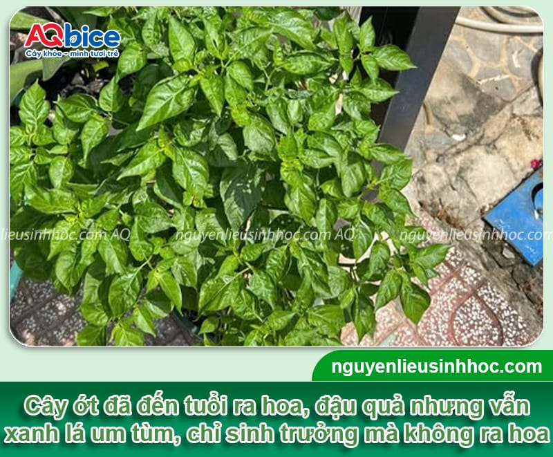 Tại sao cây ớt không ra hoa dù cây đang phát triển tốt?