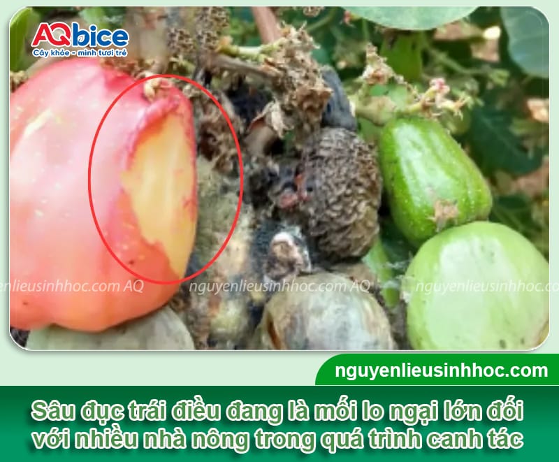 Hướng dẫn cách phòng và trị sâu đục trái điều dứt điểm
