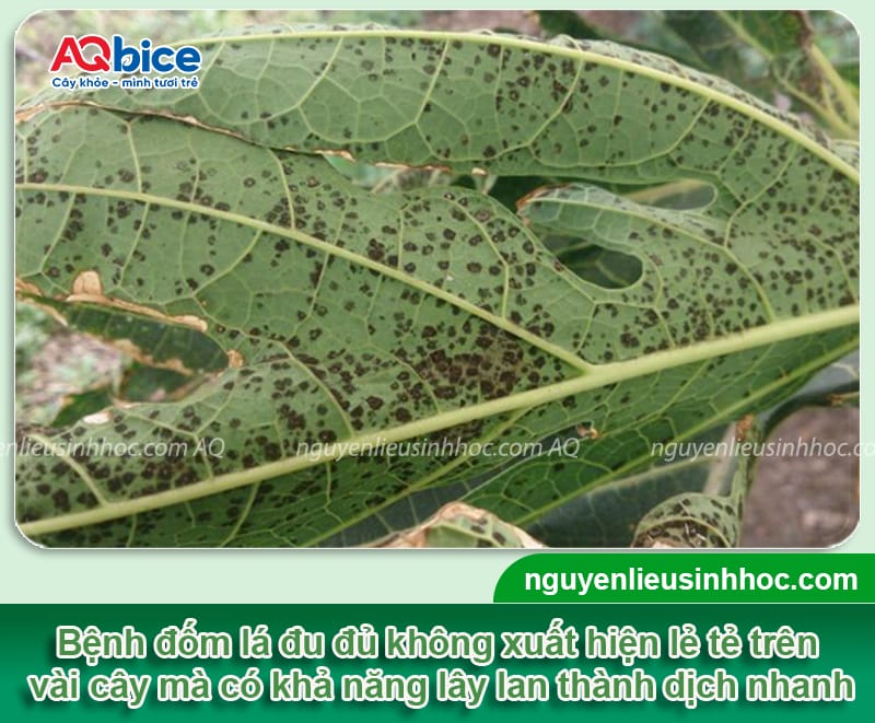 Bệnh đốm lá trên cây đu đủ: Bí quyết khắc phục triệt để