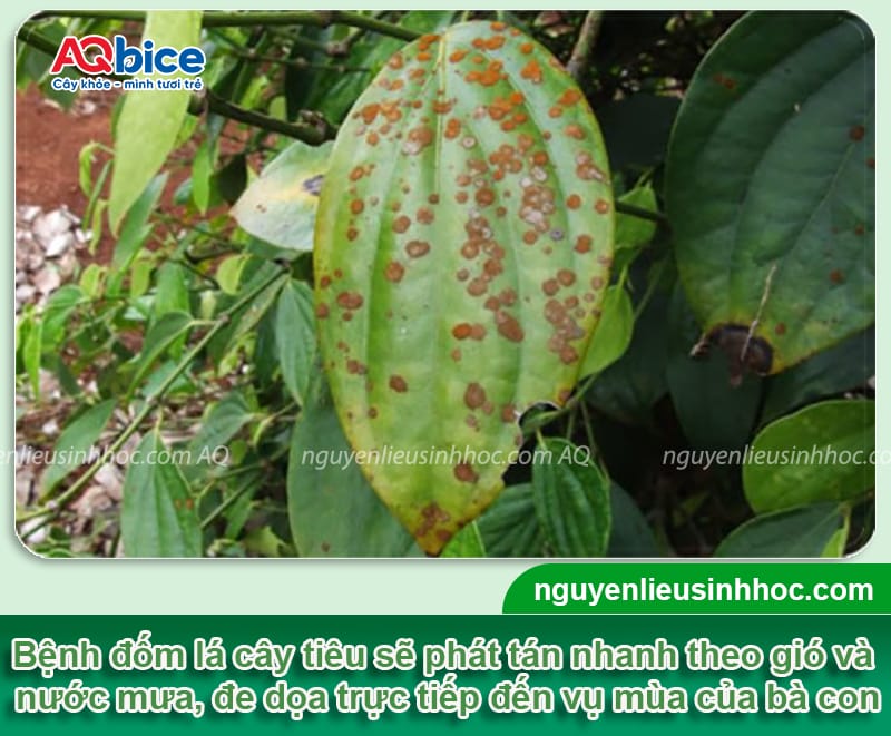 Trị dứt điểm bệnh đốm lá trên cây tiêu giúp giữ năng suất