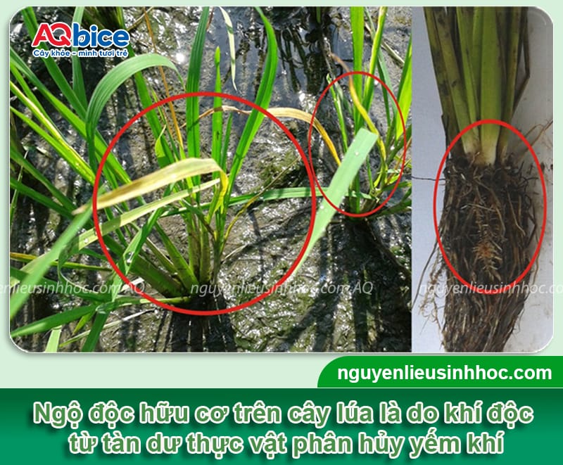 Xử lý lúa bị ngộ độc hữu cơ hiệu quả, giúp nở bụi nhanh 1 Xử lý lúa bị ngộ độc hữu cơ hiệu quả, giúp nở bụi nhanh