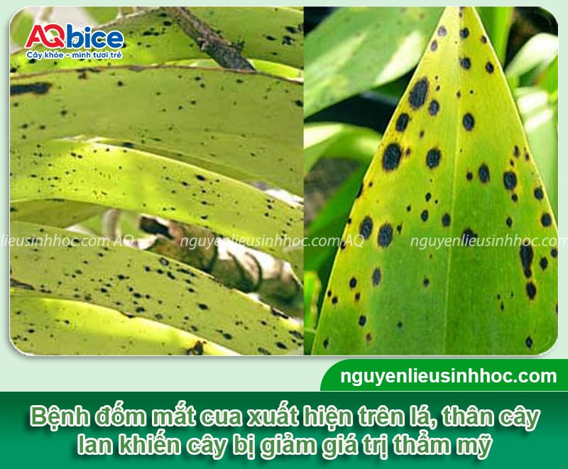Bệnh mắt cua trên hoa lan: Nguyên nhân và cách phòng trừ