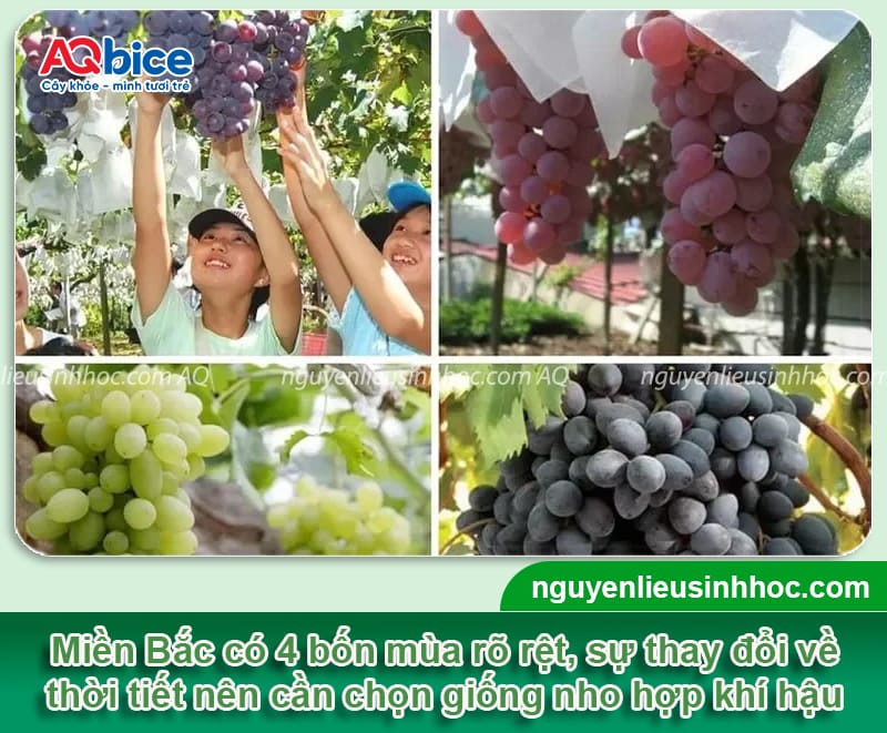 Các giống nho trồng ở miền Bắc phù hợp khí hậu, cho sai quả