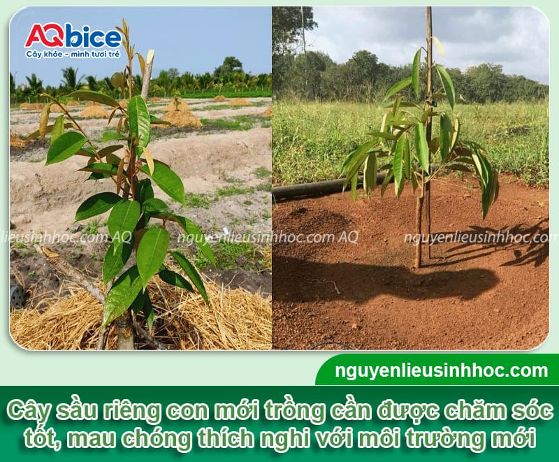 Hướng dẫn cách chăm sóc sầu riêng mới trồng khỏe mạnh