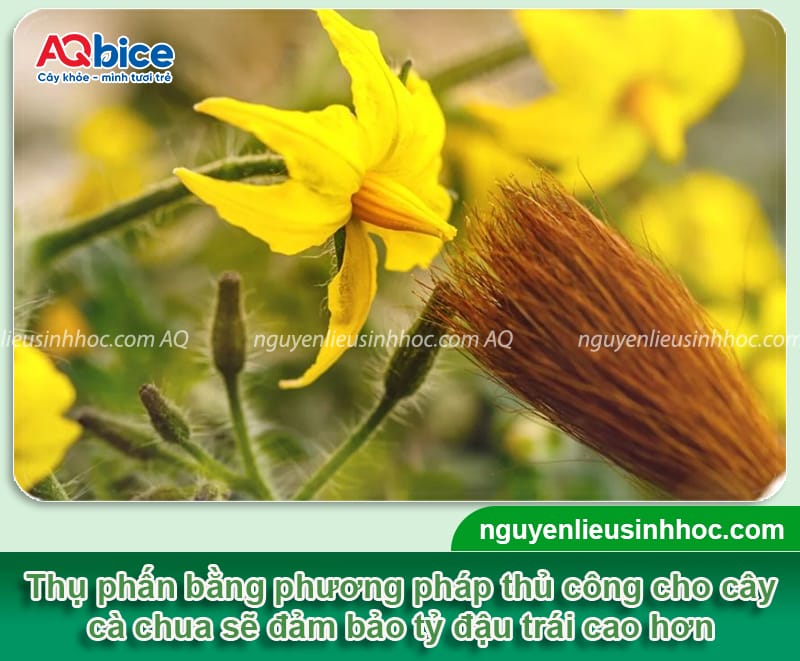 Hướng dẫn cách thụ phấn cho cà chua, trái đậu đầy cành