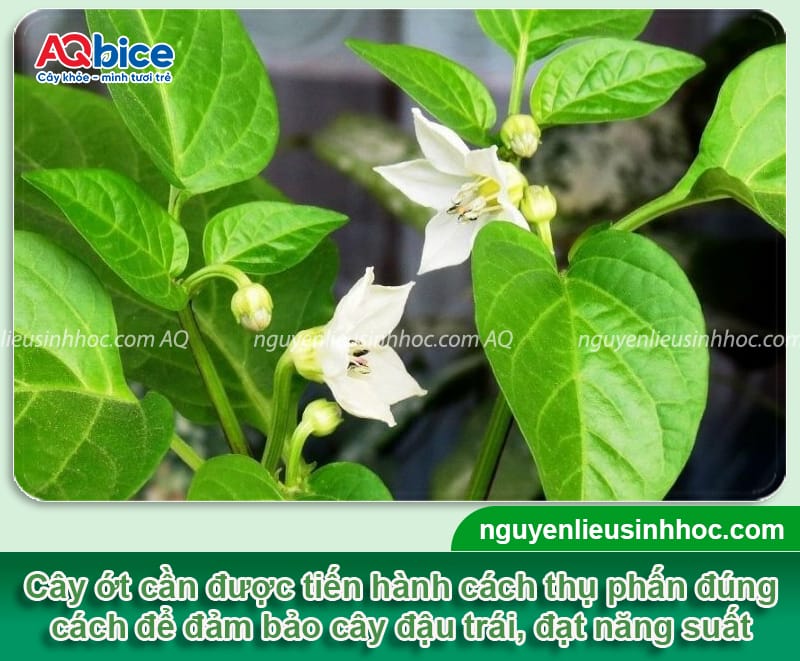Hướng dẫn cách thụ phấn cho cây ớt thành công, đậu sai quả