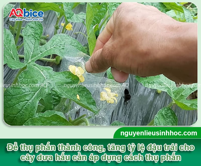 Cách thụ phấn cho dưa hấu, giúp trái dáng đều, vườn sai quả