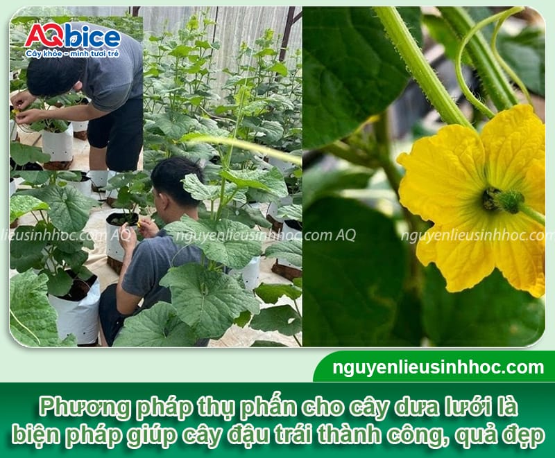 Hướng dẫn cách thụ phấn cho dưa lưới đậu sai trái, mã đẹp