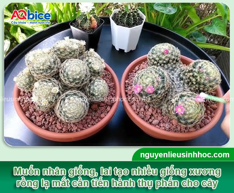 Hướng dẫn cách thụ phấn cho xương rồng giúp đậu quả, tạo hạt