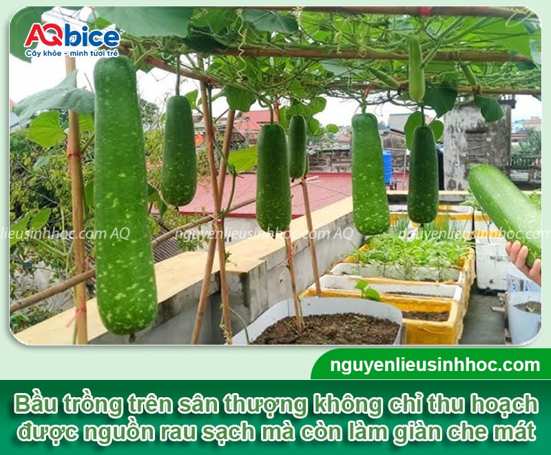 Hướng dẫn trồng bầu trên sân thượng ra sai quả, khỏe cây