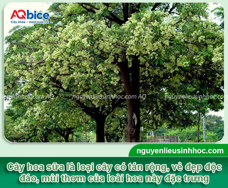 Cách trồng cây hoa sữa chuẩn kỹ thuật cho hoa thơm, tán rộng 1 Cách trồng cây hoa sữa chuẩn kỹ thuật cho hoa thơm, tán rộng