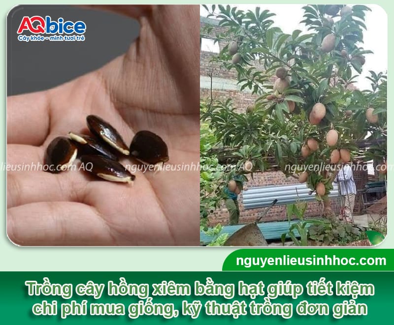 Cách trồng cây hồng xiêm bằng hạt đơn giản, nảy mầm nhanh 1 Cách trồng cây hồng xiêm bằng hạt đơn giản, nảy mầm nhanh